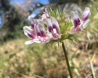 Clammy clover Trifolium obtusiflorum California native wildflower seed