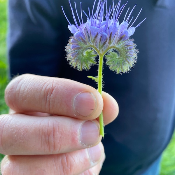 Lacy Phacelia aka Phacelia tanecetifolia native California wildflower seed