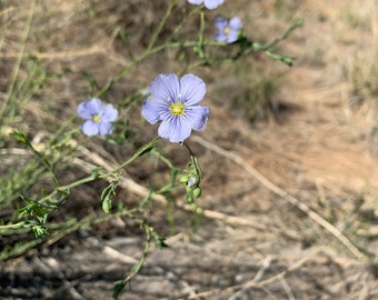 Blue Prairie Flax seed linum lewisii California native plant