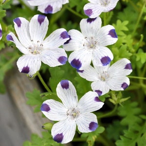 Five Spot wildflower seeds Nemophila maculata, California native plant
