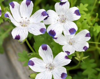 Five Spot wildflower seeds Nemophila maculata, California native plant