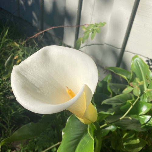 Calla Lily Zantedeschia Aethiopica Rhizomes Etsy