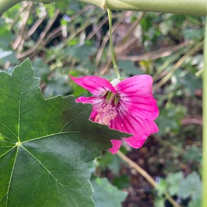 Malva assurgentiflora seeds aka Island or Tree Mallow, Lavatera assurgentiflora, California native plant image 1