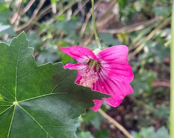 Malva assurgentiflora seeds aka Island or Tree Mallow, Lavatera assurgentiflora, California native plant