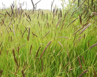 California barley grass seeds aka Hordeum brachyantherum ssp californicum