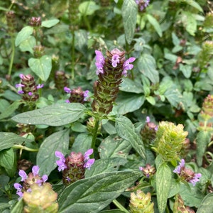 Self heal seeds - California Oregon native plant - prunella vulgaris