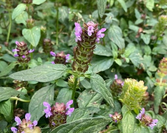 Self heal seeds - California Oregon native plant - prunella vulgaris