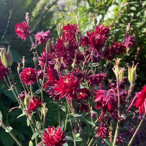 Semillas de flores de color magenta de la aguileña &quot;Ruby Port&quot; perenne