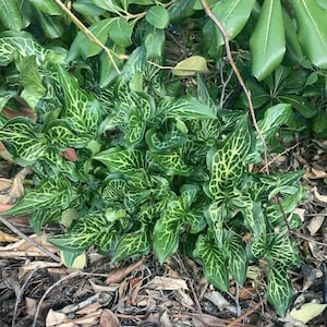 Variegated aroid bulb “Arum italicum”  aka Orange Candleflower, Winter Caladium, Italian Arum