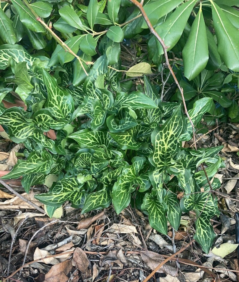 Variegated Aroid Bulb arum Italicum Aka Orange Candleflower Etsy