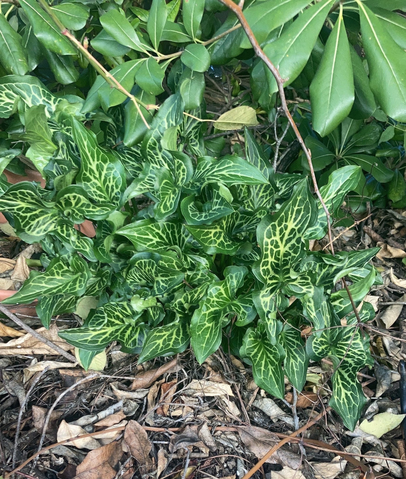 Variegated Wild Lily Arum italicum aka Orange Candleflower Etsy