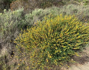 Deer Lotus Acmispon glaber California native plant seeds