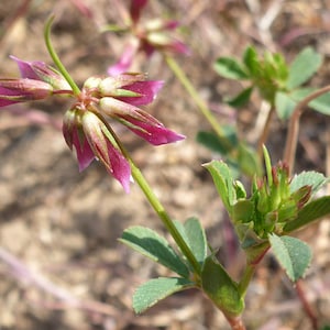 Pinpoint Clover trifolium gracilentum - native west coast wildflower