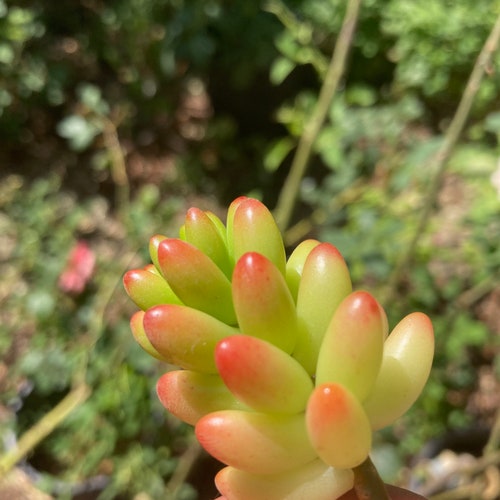 Sedum rubricotinctrum - jelly bean plant - unrooted cutting 1 inch