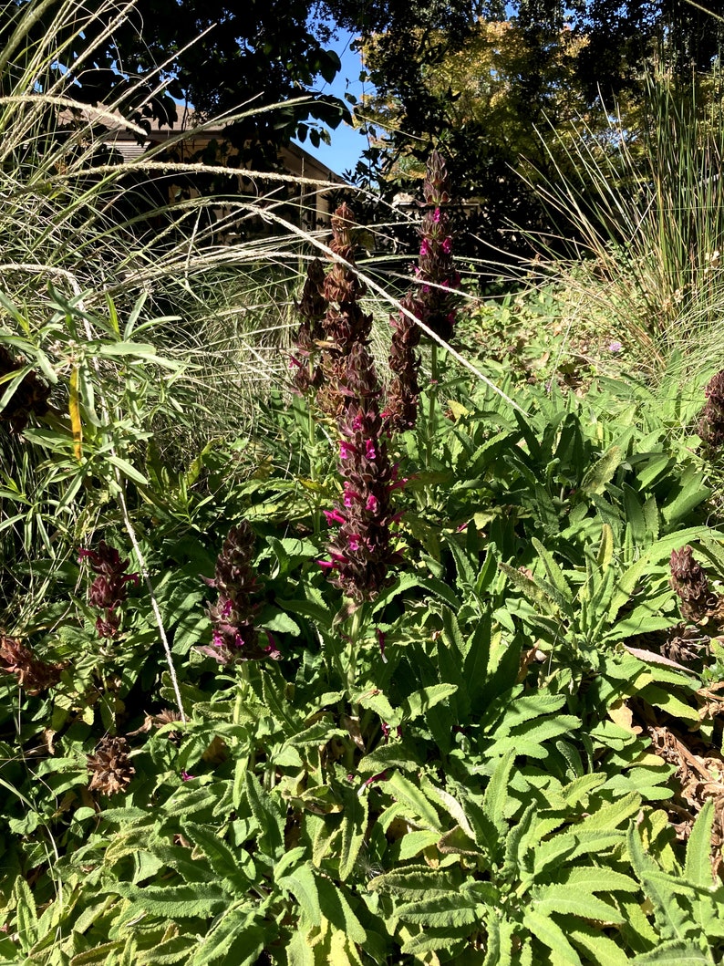 Salvia spathacea aka Hummingbird Sage seeds California native plant image 2