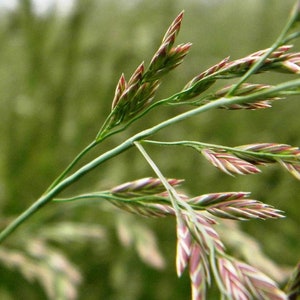 Festuca rubra creeping red fescue grass California native plant image 2