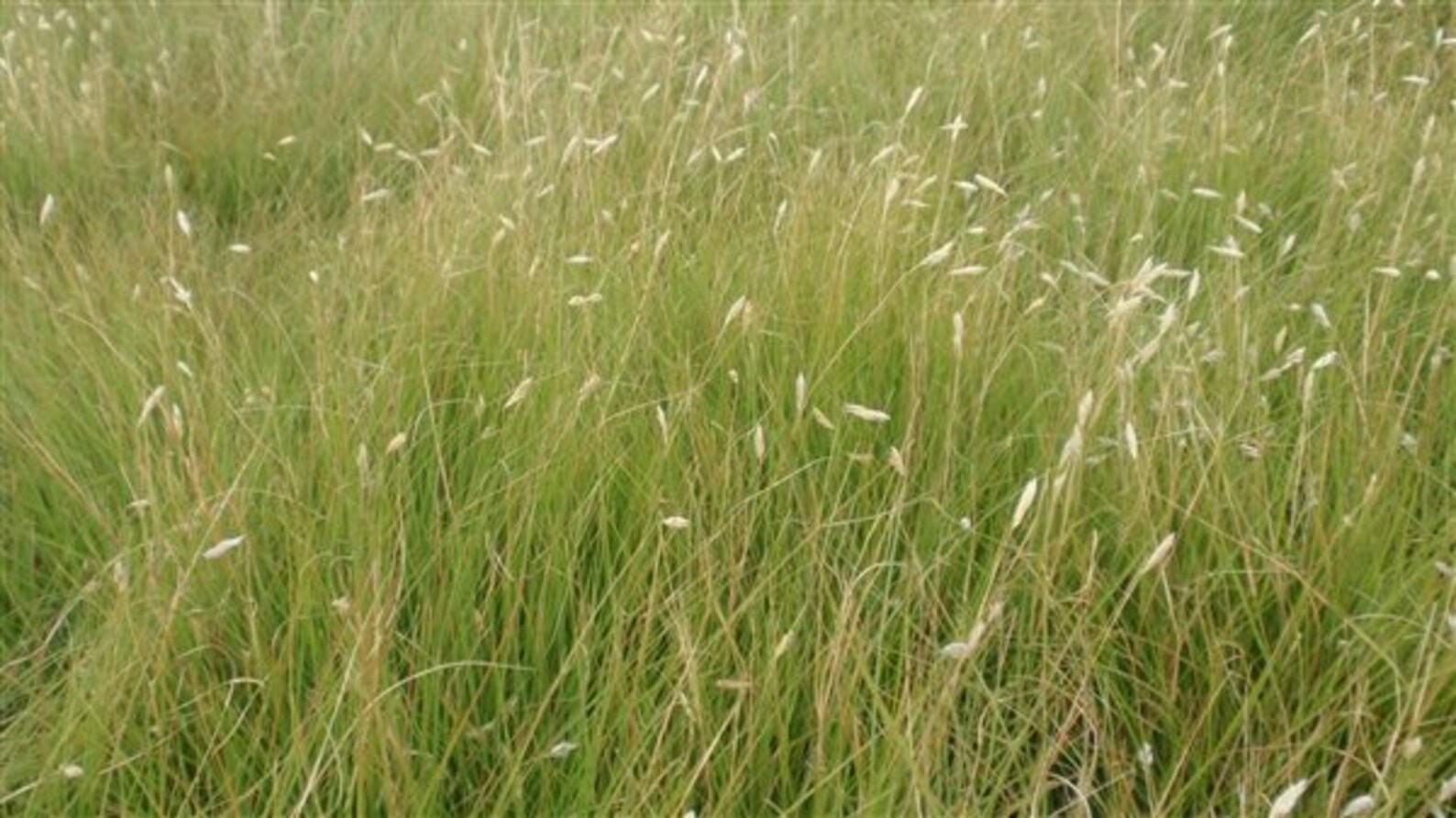 Buffalo Grass Seed Buchloe Dactyloides Native Prairie Grass Etsy