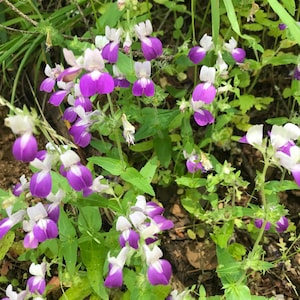 Maisons chinoises violettes alias Collinsia hétérophylla graines de fleurs sauvages indigènes de Californie image 1