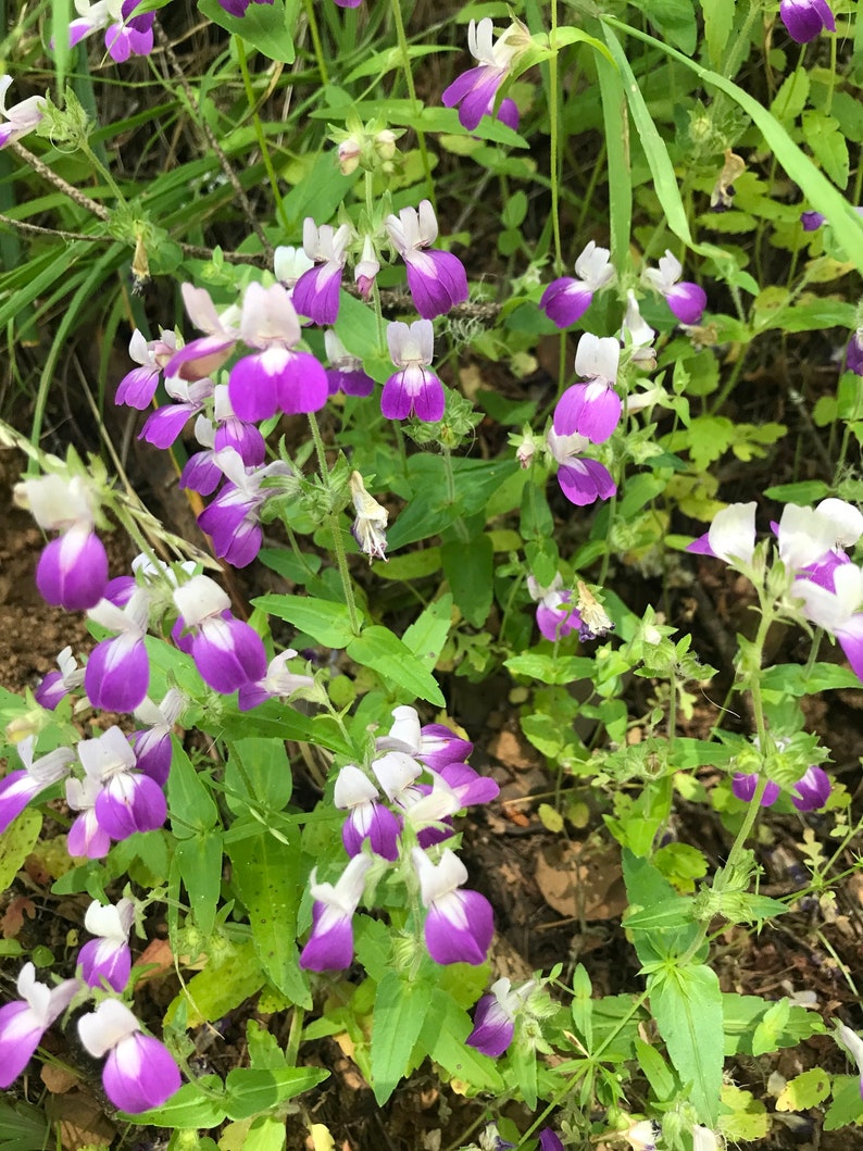 Maisons chinoises violettes alias Collinsia hétérophylla graines de fleurs sauvages indigènes de Californie image 1