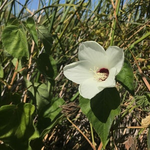 Wollige Rosenmalve Hibiscus lasiocarpos var. occidentalis Samen der seltenen Pflanze aus Kalifornien