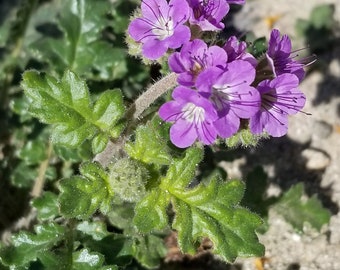 Phacelia crenulata Notchleaf scorpionweed California native wildflower seeds