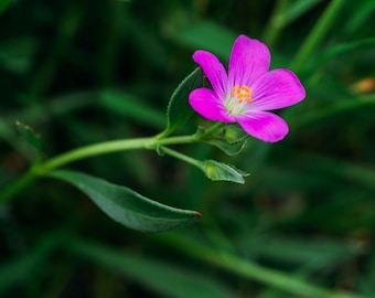 Red maids Calandrinia menziesii California native wildflower seed