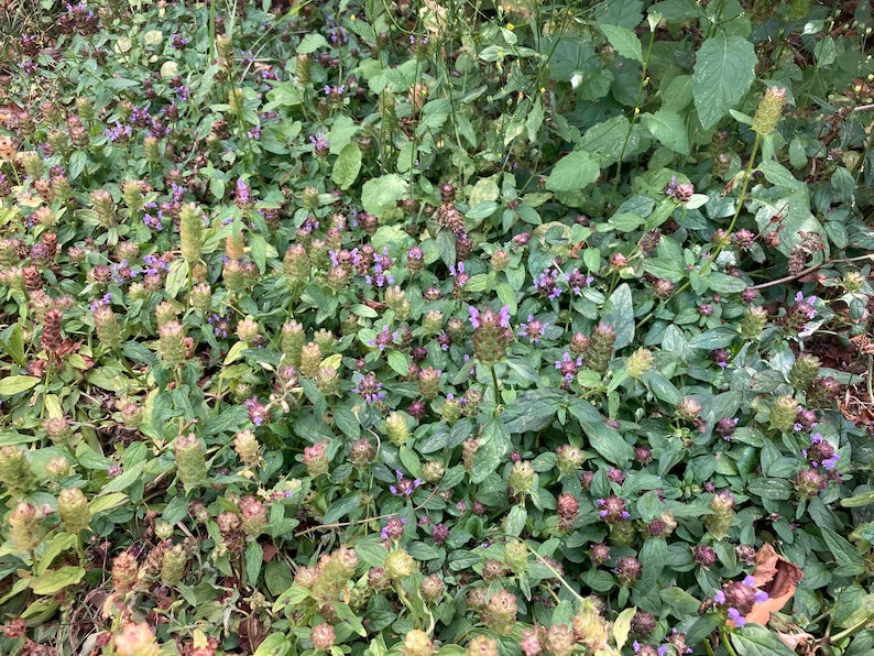 Self heal seeds California Oregon native plant prunella vulgaris image 2