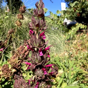 Salvia spathacea aka Hummingbird Sage seeds California native plant image 1