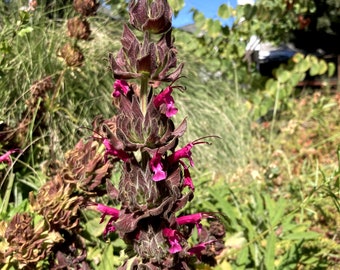 Salvia spathacea aka Hummingbird Sage seeds - California native plant