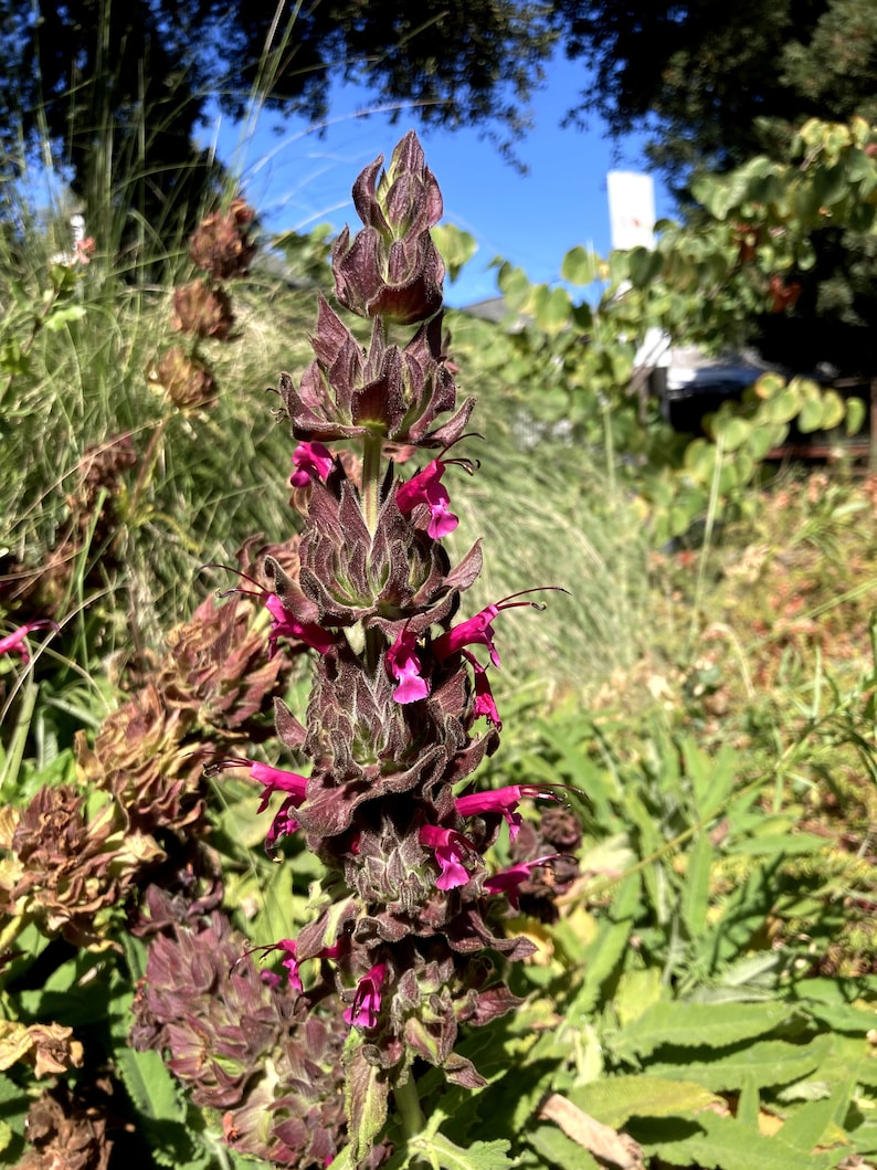 Salvia spathacea aka Hummingbird Sage seeds California native plant image 1