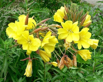 Hooker’s evening primrose Oenothera elata seed California native