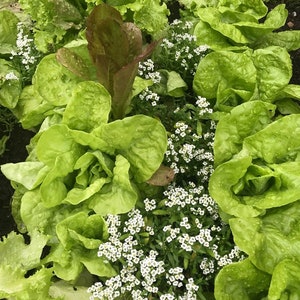 alyssum carpet of snow lubularia maritima ideal companion plant for pollinators and green manure image 1