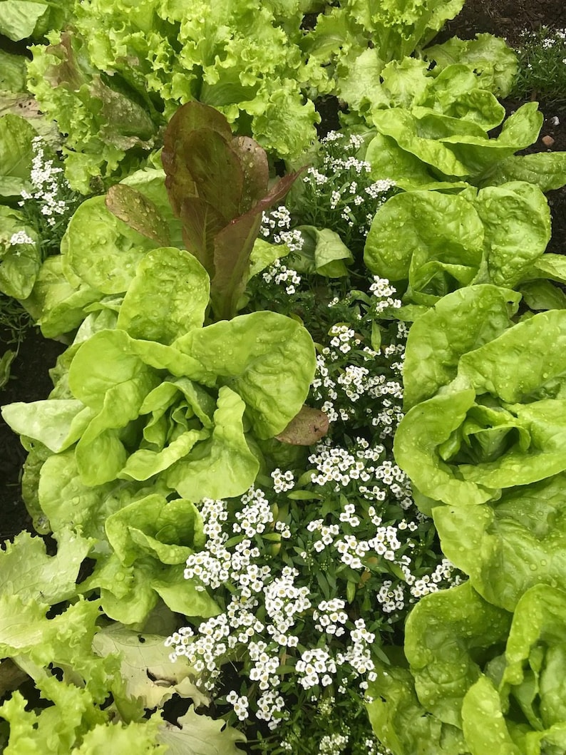 alyssum carpet of snow lubularia maritima ideal companion plant for pollinators and green manure image 1