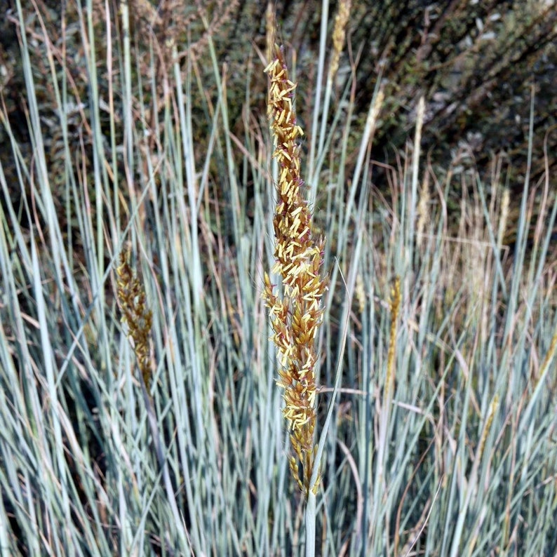 Indiangrass aka Sorghastrum nutans native prairie grass seed image 2