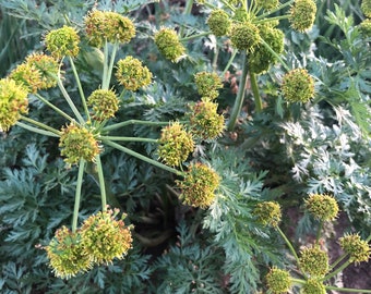 Fernleaf biscuitroot Lomatium dissectum native plant seeds