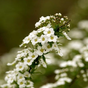 alyssum carpet of snow lubularia maritima ideal companion plant for pollinators and green manure image 2