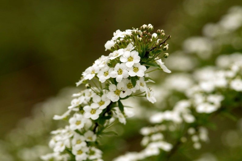 alyssum carpet of snow lubularia maritima ideal companion plant for pollinators and green manure image 2