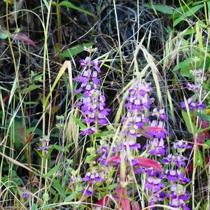 Maisons chinoises violettes alias Collinsia hétérophylla graines de fleurs sauvages indigènes de Californie image 2