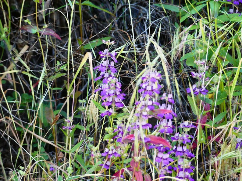 Maisons chinoises violettes alias Collinsia hétérophylla graines de fleurs sauvages indigènes de Californie image 2