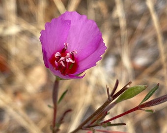 Clarkia rubicunda ssp blasdalei seeds, CA native wildflower