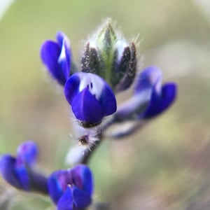 Miniature lupine Lupinus bicolor California native wildflower seed