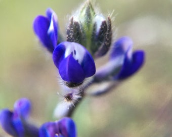 Miniature lupine Lupinus bicolor California native wildflower seed