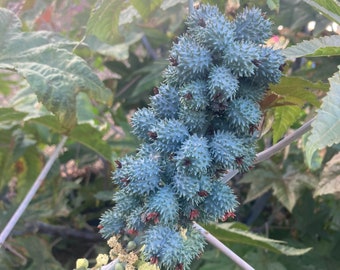 Graines de ricin aka Ricinus communis