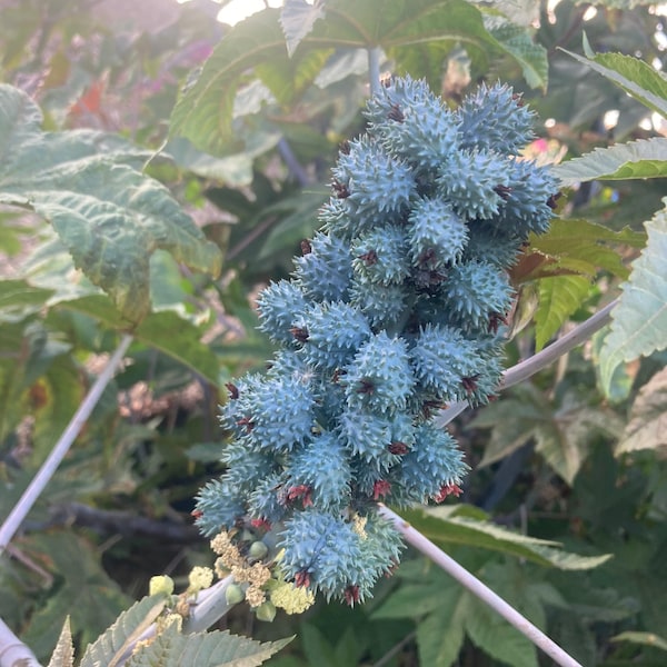 Castor bean seeds aka Ricinus communis