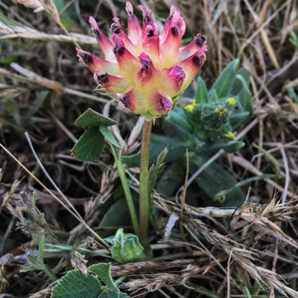 Trifolium fucatum California native plant seeds - aka Bull Clover