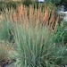see more listings in the native plants section