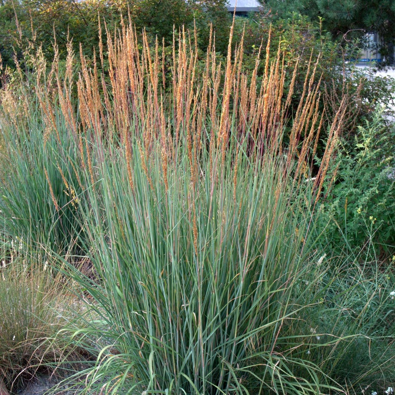 Indiangrass aka Sorghastrum nutans native prairie grass seed image 1