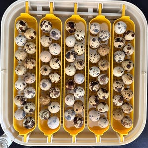 Maticoopx 20/30 Incubator Quail Egg Turners (1 Set Of Inserts!)