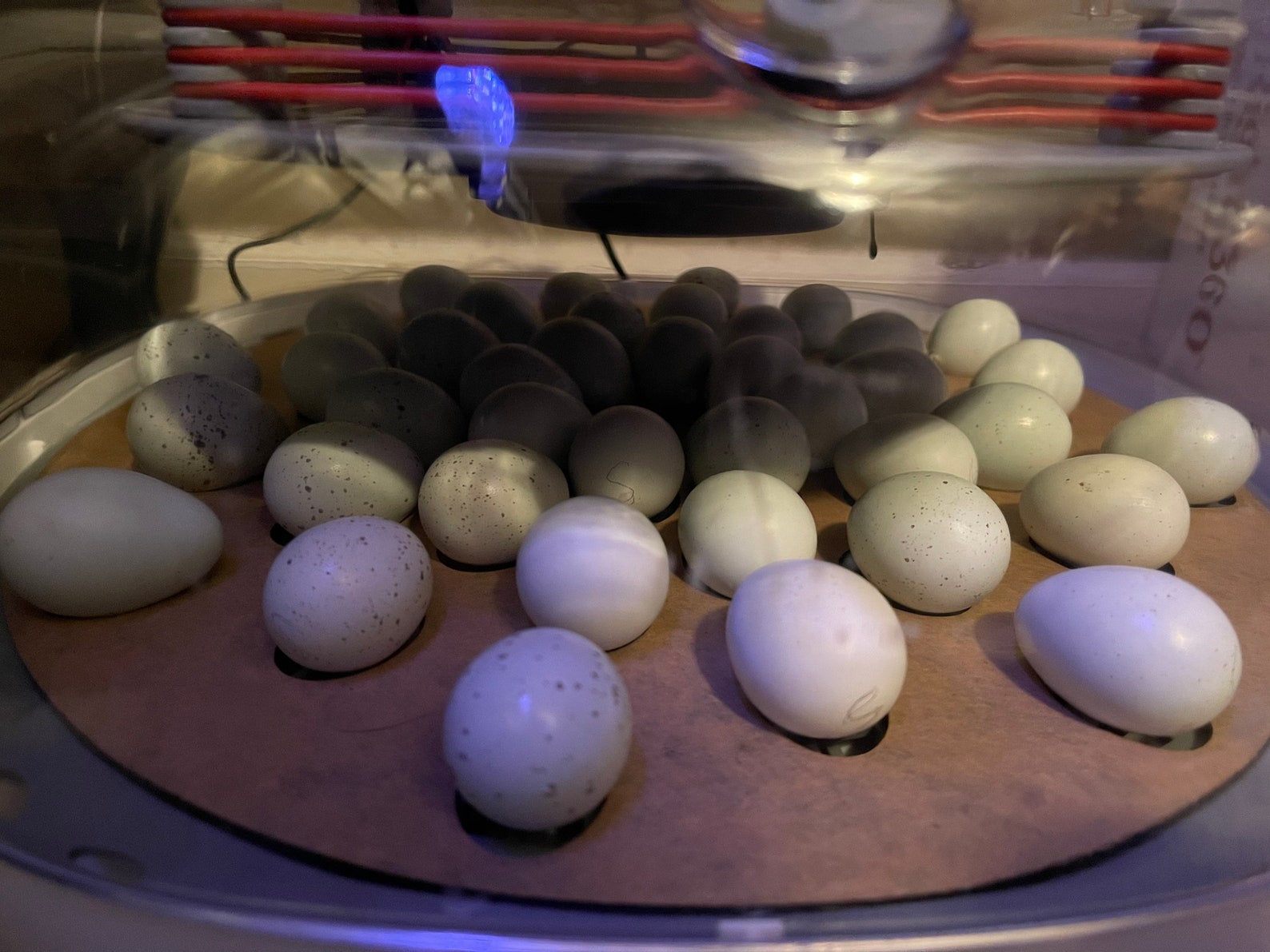 Nurture Right 360 Quail Egg Turner 40 Egg Capacity Color May Etsy