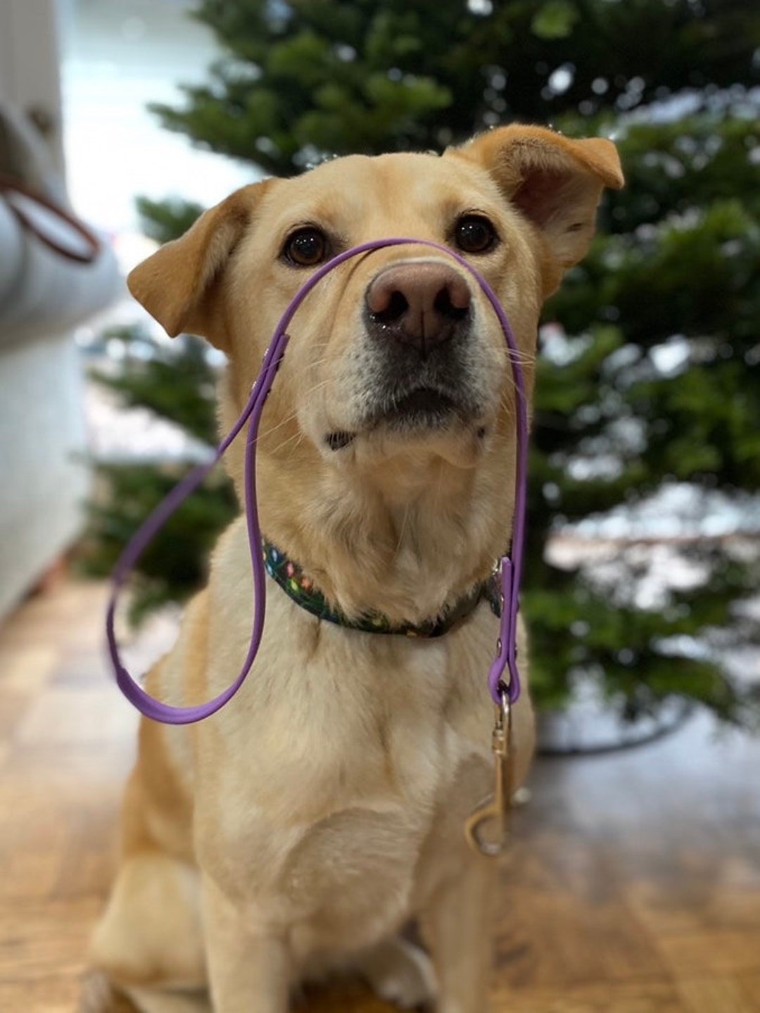 Biothane Waterproof Traffic Lead, Custom Colors, Sizes and Snaps Stainless Steel and Brass Etsy